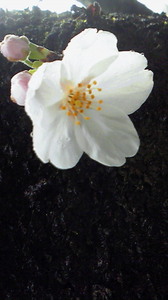 201104091429001