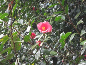 Img_0513