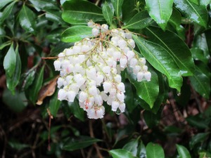Img_0528