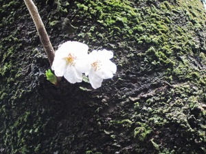 Img_0550