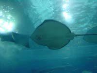 Manta